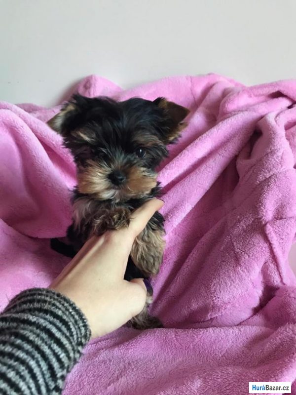 detailní fotografie