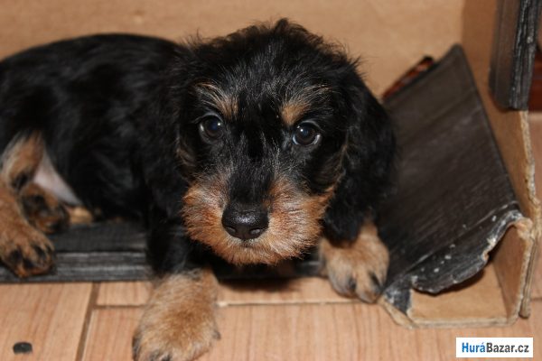 detailní fotografie