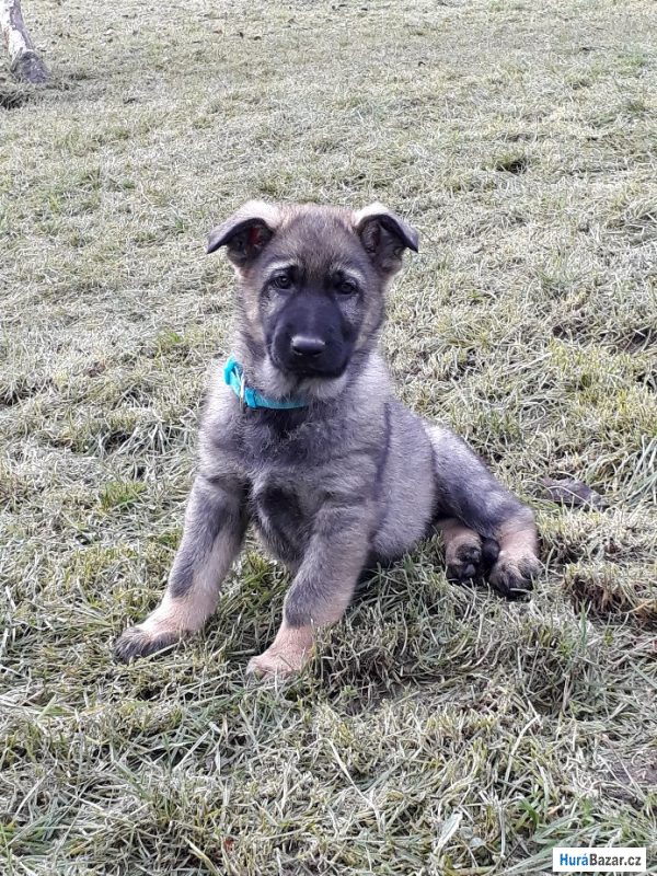 detailní fotografie