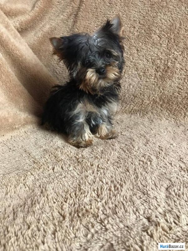 detailní fotografie