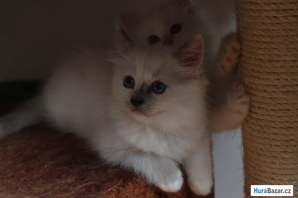 detailní fotografie