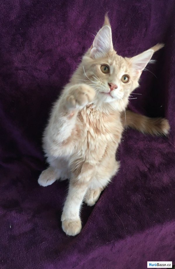 detailní fotografie