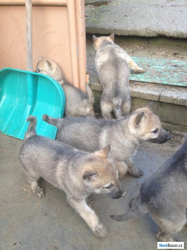 detailní fotografie