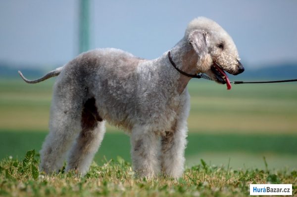 detailní fotografie