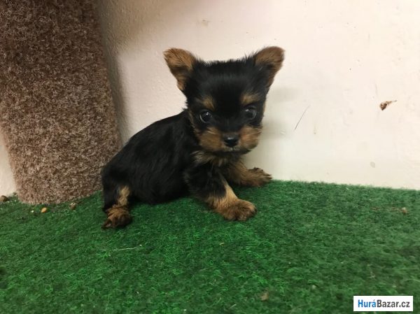 detailní fotografie