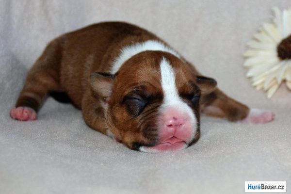 detailní fotografie