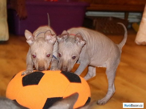 detailní fotografie