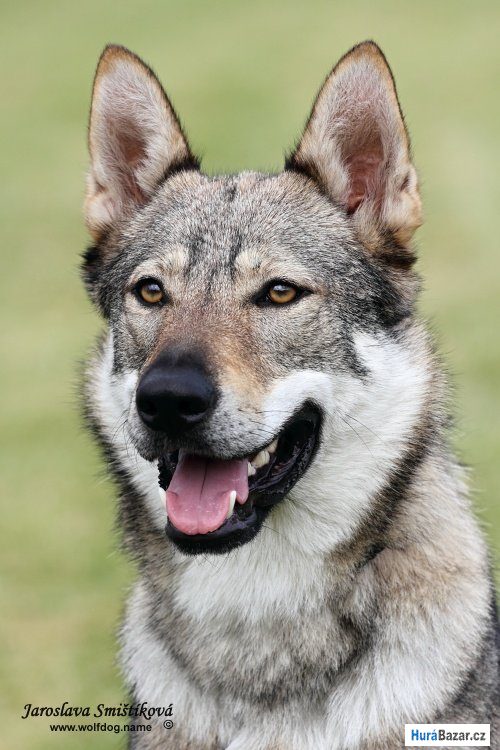 detailní fotografie