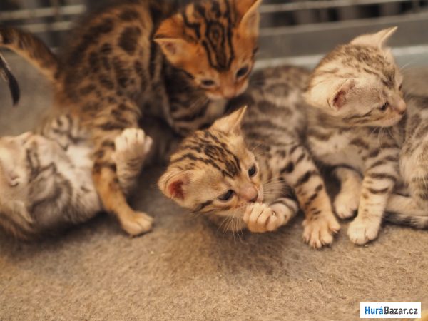 detailní fotografie