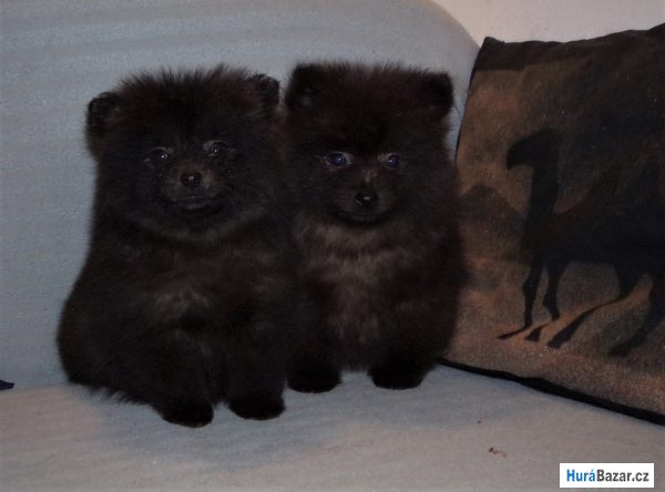 detailní fotografie