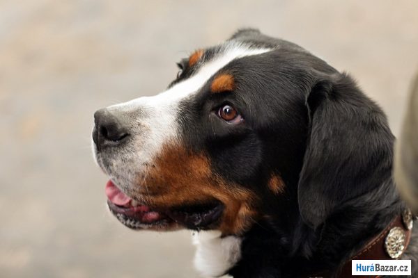 detailní fotografie