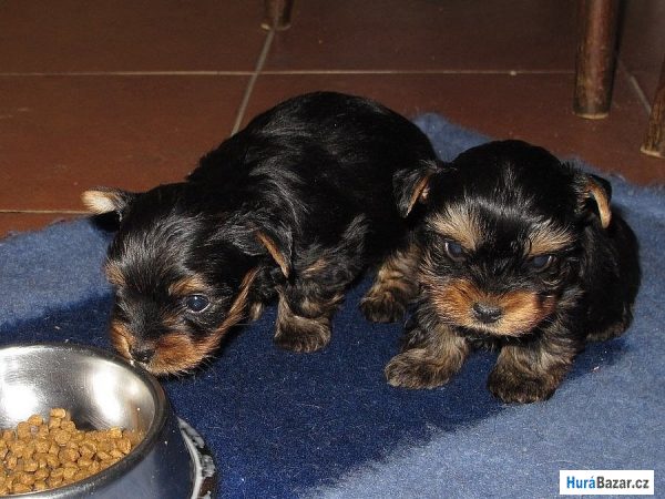 detailní fotografie