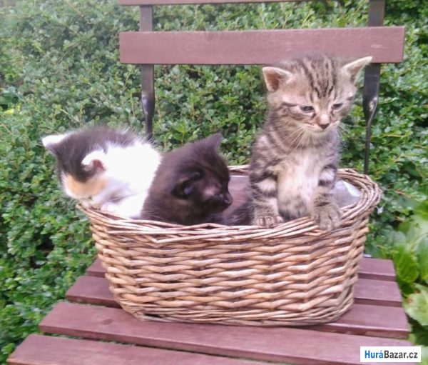 detailní fotografie