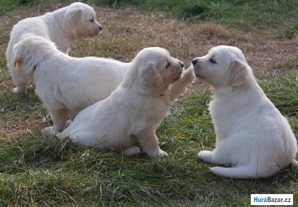 detailní fotografie