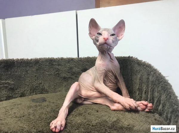 detailní fotografie