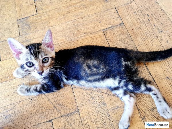 detailní fotografie