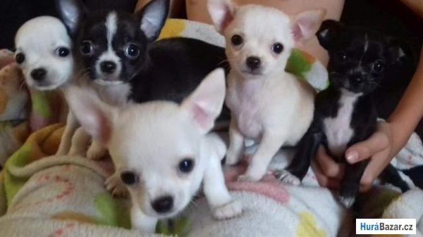 detailní fotografie