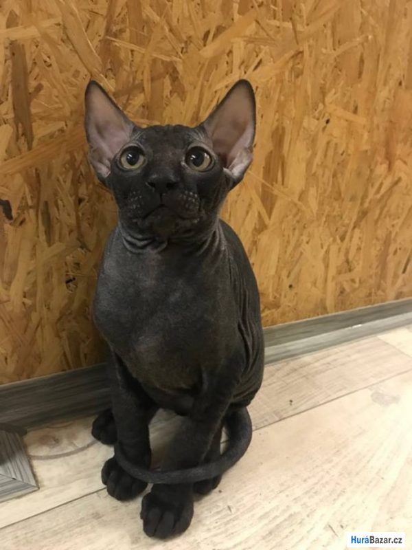 detailní fotografie