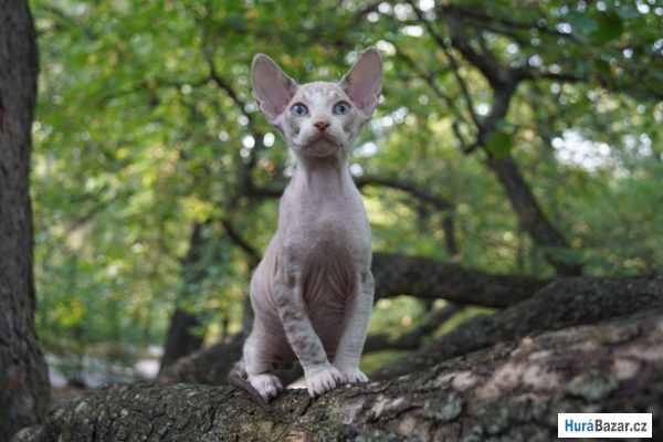 detailní fotografie