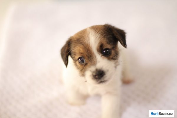 detailní fotografie