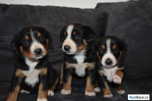 detailní fotografie