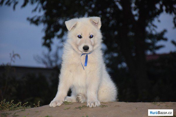 detailní fotografie