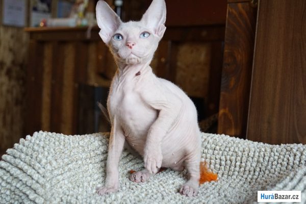 detailní fotografie