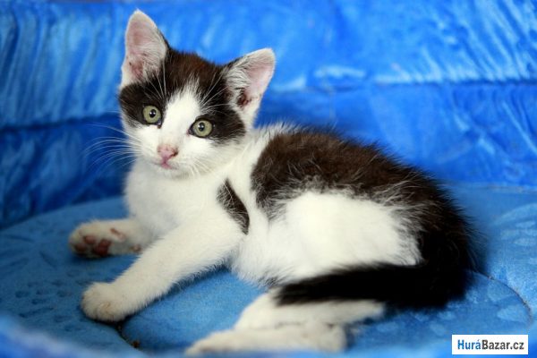 detailní fotografie