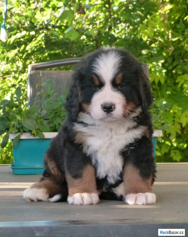 detailní fotografie