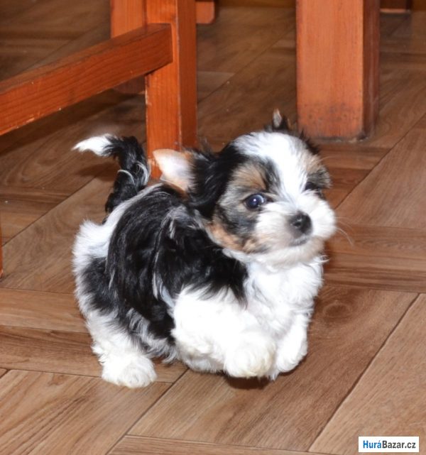 detailní fotografie