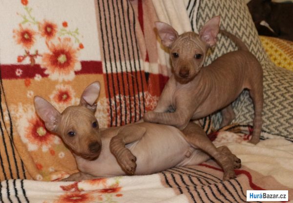 detailní fotografie