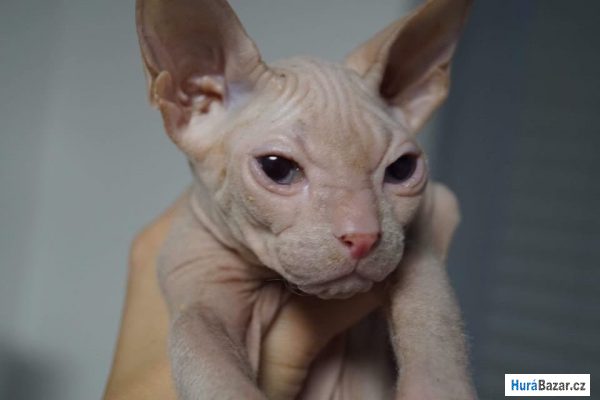 detailní fotografie