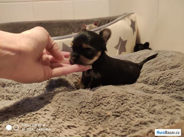 detailní fotografie