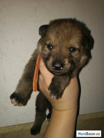 detailní fotografie