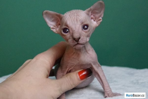 detailní fotografie