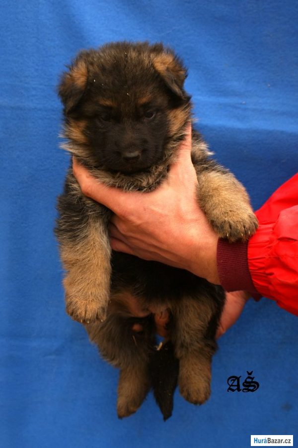 detailní fotografie