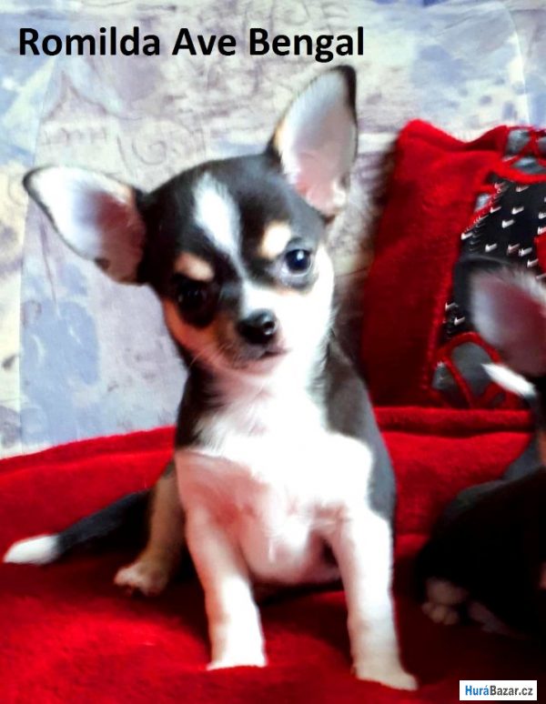 detailní fotografie