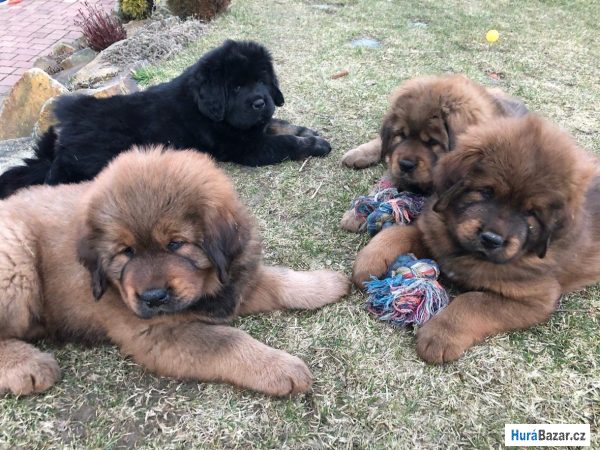 detailní fotografie