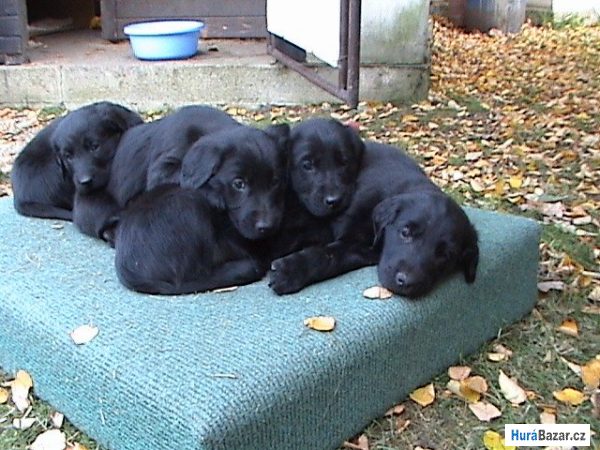 detailní fotografie