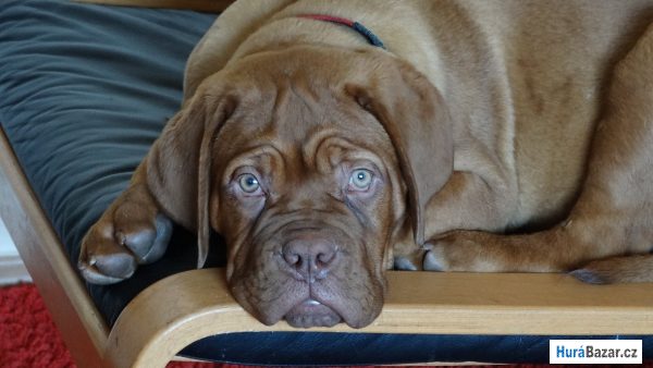 detailní fotografie