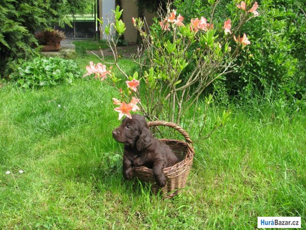 detailní fotografie