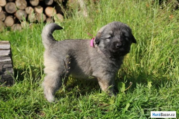 detailní fotografie