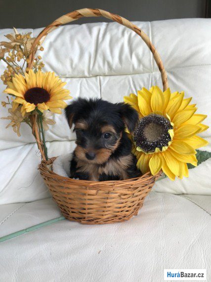 detailní fotografie