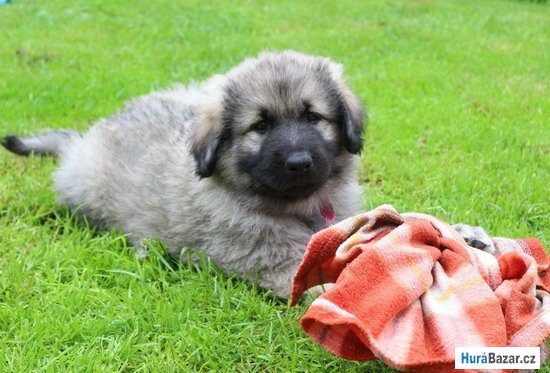 detailní fotografie