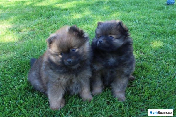 detailní fotografie