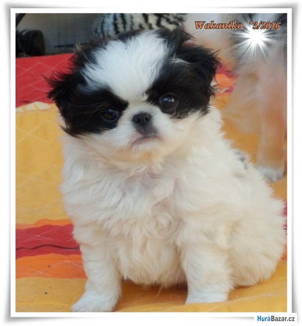 detailní fotografie