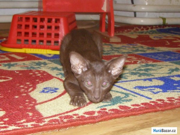 detailní fotografie