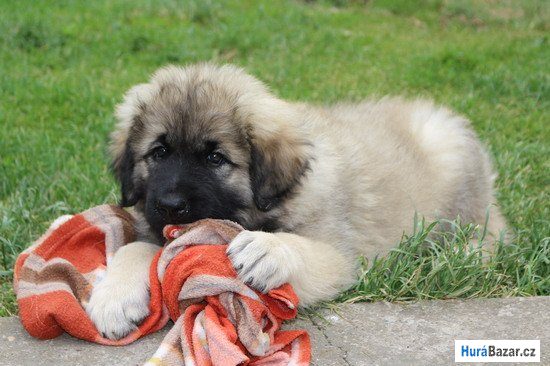 detailní fotografie