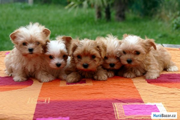 detailní fotografie