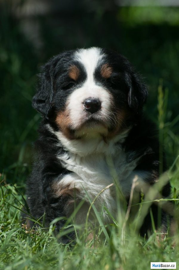 detailní fotografie